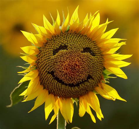 Get Happy: Four Well-Being Workouts - The New York Times