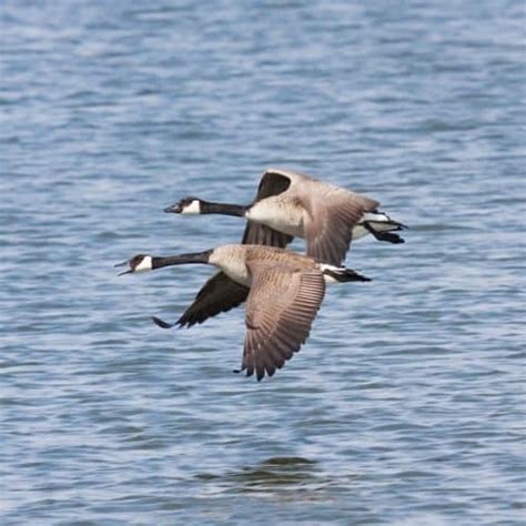 Spiritual Meaning of 2 Geese Flying Overhead - Awakening State