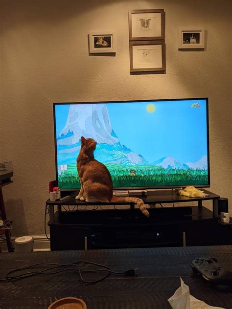 My cat wants to play Spiritfarer. This is the first time he was this ...