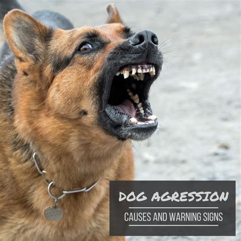 How To Train A Dog Not To Be Aggressive While Eating at Jose Houston blog