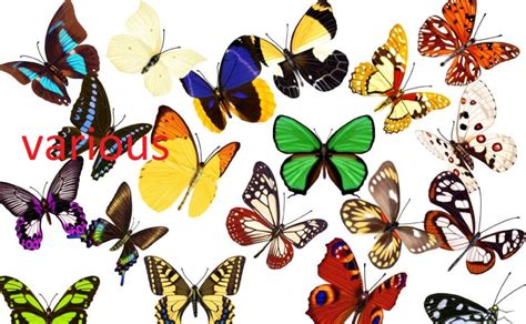 various和varied的区别-百度经验