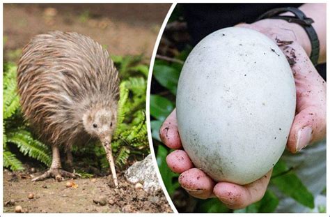 Solve ~Kiwi Bird and it's egg~ jigsaw puzzle online with 96 pieces