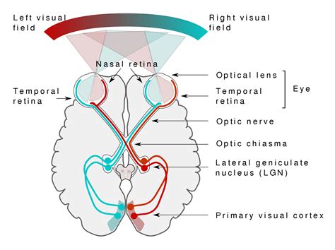 Visual Pathway &amp; Retina — Lizano Lab