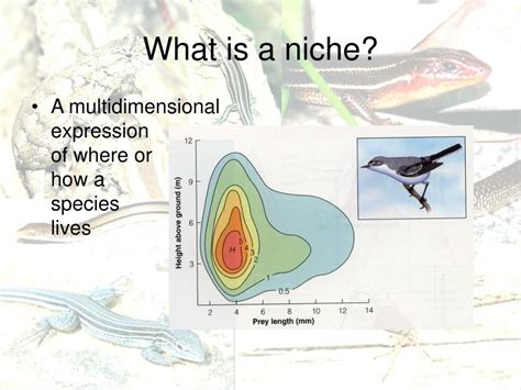 Habitat Niche Biologie at Amy Palmer blog