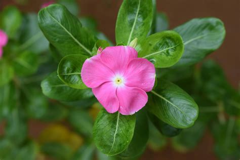 Myanmar Flower Photos, Download The BEST Free Myanmar Flower Stock ...