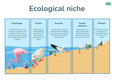 Ecological Niche - GeeksforGeeks