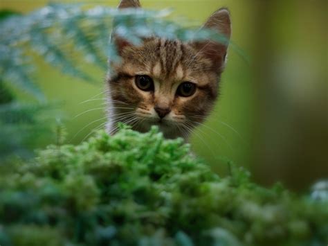 A Cat's Life - Apple TV