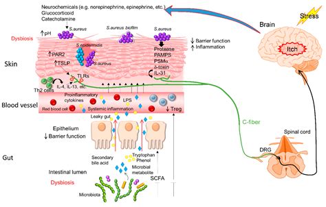 An Altered Skin and Gut Microbiota Are Involved in the Modulation of ...