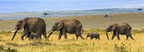 Big vs Large vs Tall: Learn the difference - Easy English