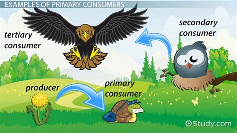 Primary Consumers Lesson for Kids: Definition &amp; Examples - Lesson ...
