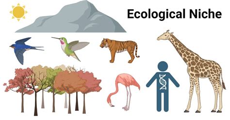 Ecological Niche- Definition, Components, Types, Examples