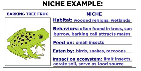 Niche (Ecology) — Definition &amp; Examples - Expii