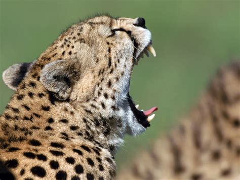 ANIMALS - Dream Bazar