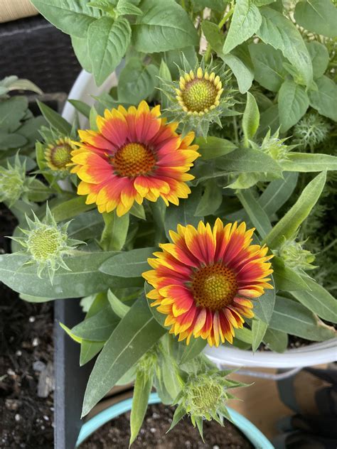 Pro tip: Never play a P2W mobile game. : StopGaming