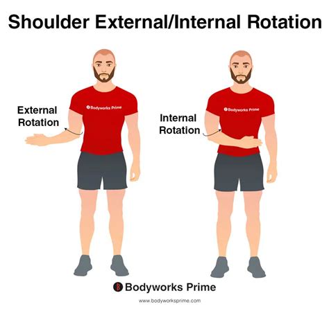 Rotator Cuff Muscles Anatomy - Bodyworks Prime