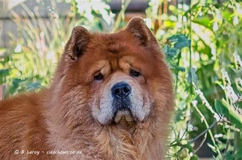 Chow Chows living at Ciao