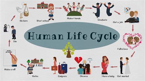 Human Life Cycle Explained