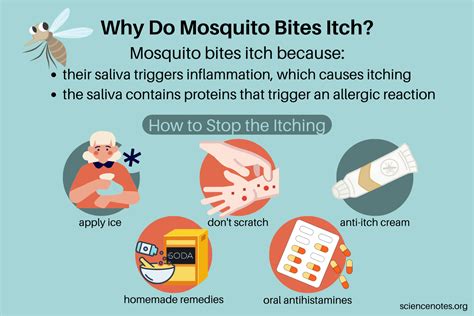 Why Do Mosquito Bites Itch? Tips to Stop the Itching