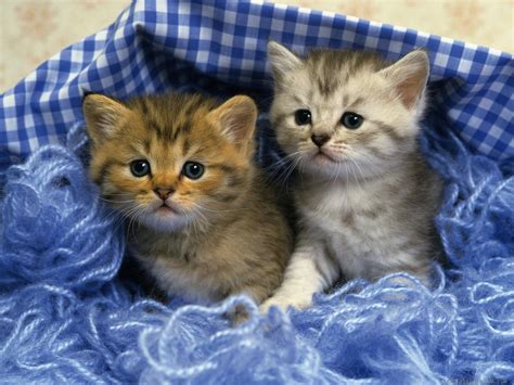 Cute Kittens Wallpapers - Wallpaper Cave