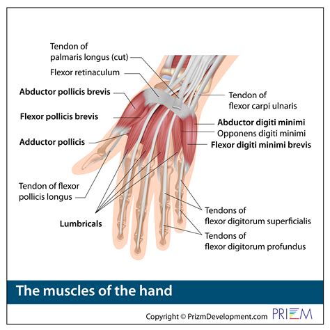 Hand Anatomy | University Orthopedics
