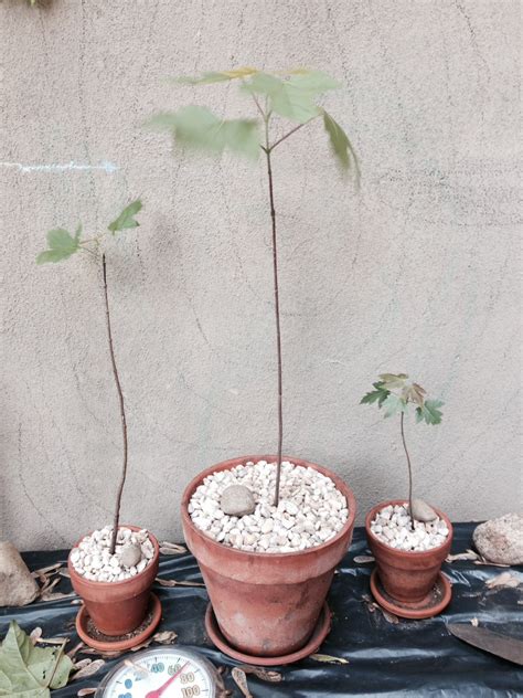 Is it possible for a transplanted baby Maple to grow into a Bonsai tree ...