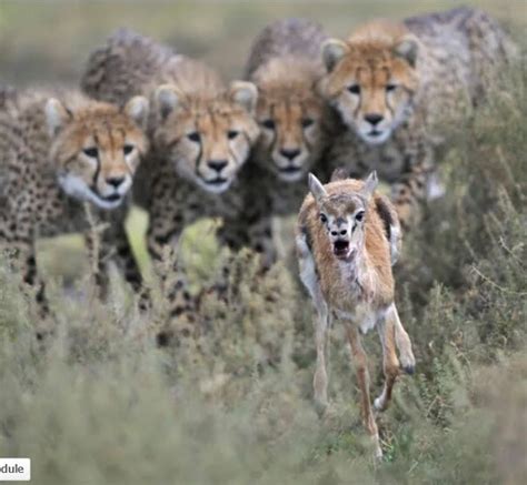 Human Predatory Genes revisited | Causing the 1000 years of peace on ...