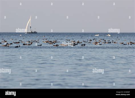 Various birds swan on hi-res stock photography and images - Alamy