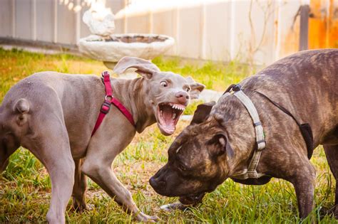 How to Stop Dog Aggression: Real Strategies That Work
