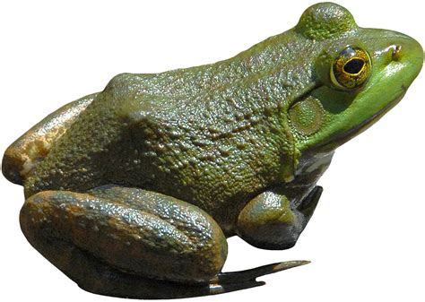 Frog PNG