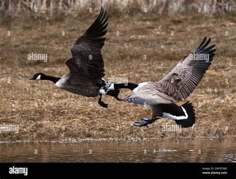 Two Canada geese in flight fighting and one goose has mouth clamped ...