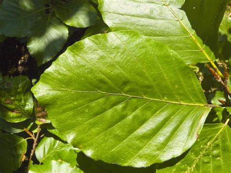 File:Fagus sylvatica leaf 001.jpg - Wikimedia Commons