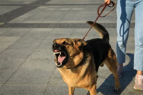Dog Leash Aggression - Causes, Management &amp; Prevention