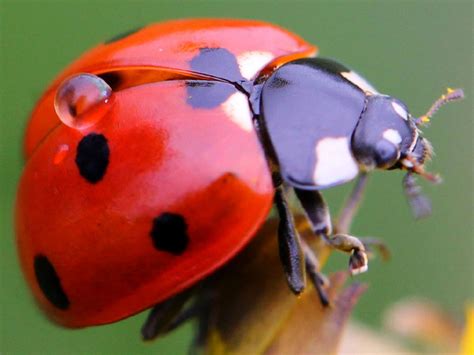 Fascinating Bug Facts | HGTV