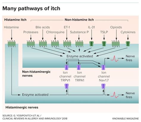 The Search for What Causes Chronic Itching