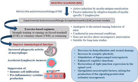 Frontiers | Effectiveness of exercise interventions in animal models of ...