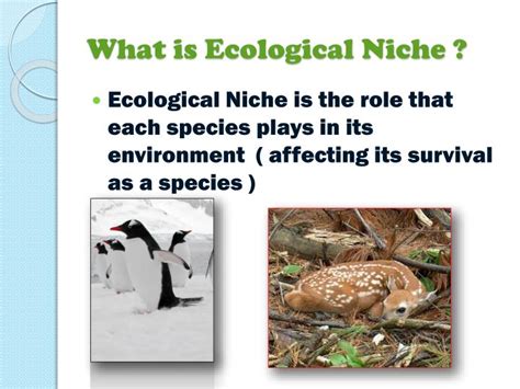 PPT - Ecological Niche PowerPoint Presentation - ID:3826092